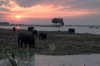 Chobe NP - Sundowner mit Elefant & Co