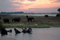 Chobe NP - Sundowner mit Elefant & Co
