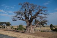 Unterwegs in Botswana - Baobab