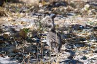 Unterwegs - Gackeltrappe