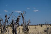 Unterwegs - Savute Konzessionsgebiet