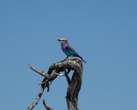 Unterwegs - Gabelracke