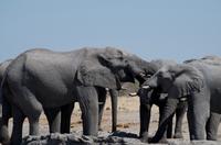 Unterwegs - Savute Konzessionsgebiet