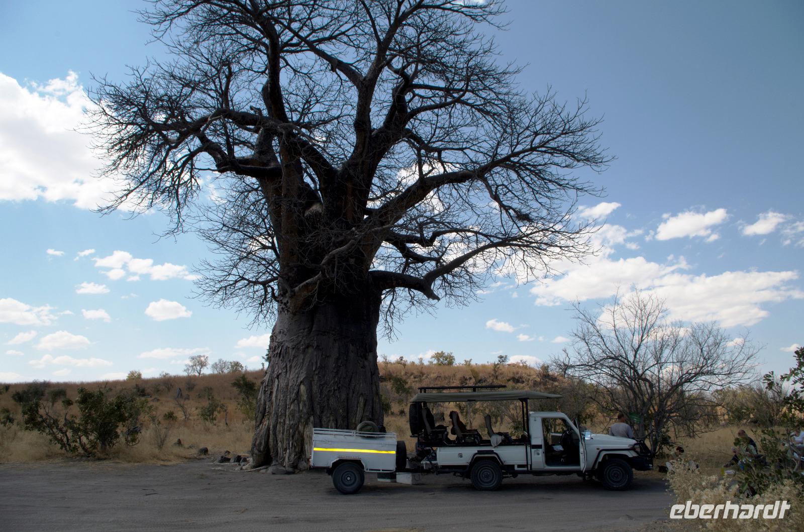 Savute - Stretch Point am 800jährigen Baobab (hier ist ein Geo Cache versteckt)