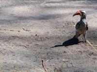 Savute - Rotschnabel Toko