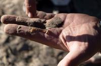 Bush Walk - 100Füssler