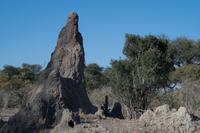 Bush Walk in der Khwai Region - Termitenburg