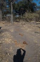 Bush Walk in der Khwai Region