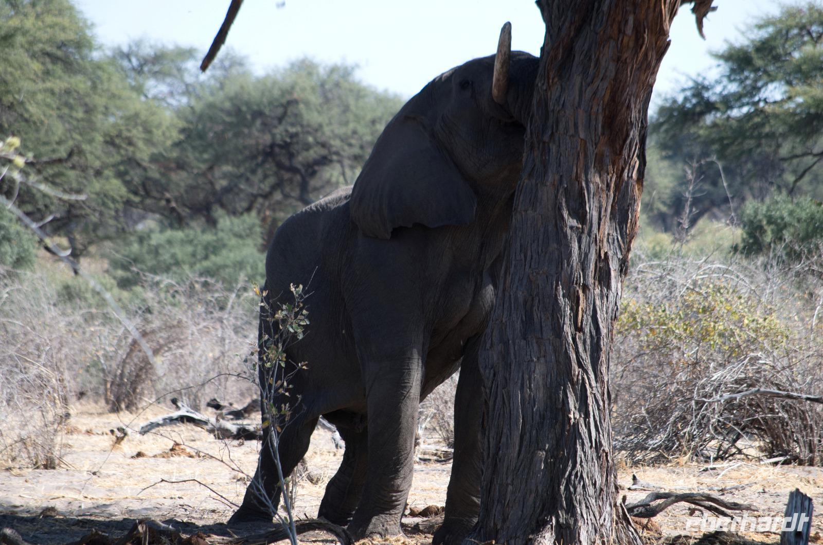 Irgendwie komm ich an die leckeren Früchte!
