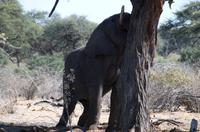 Irgendwie komm ich an die leckeren Früchte!