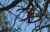 Rotbauchwürger alias Reichsvogel