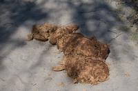 Der Auslöser des mittleren Erdbebens in der Nacht