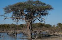 Khwai Region - Pirschfahrt