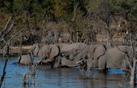 Khwai Region - Pirschfahrt