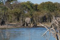 Khwai Region - Pirschfahrt