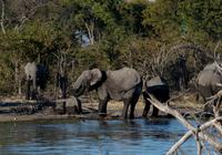 Khwai Region - Pirschfahrt