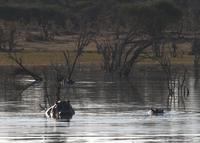 Khwai Region - Pirschfahrt