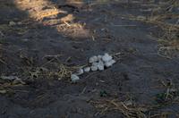 Khwai Region - Hyänen Kot