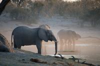 Sonnenuntergang am Khwai Fluss