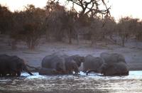 Sonnenuntergang am Khwai Fluss