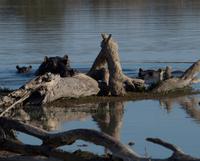 Khwai Region - Pirschfahrt