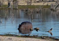 Khwai Region - Pirschfahrt