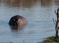 Khwai Region - Pirschfahrt