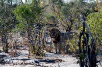 Khwai Region - Löwe