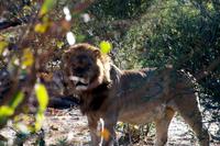 Khwai Region - Pirschfahrt