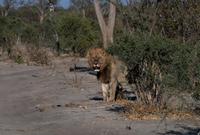 Khwai Region - Wer beobachtet wen?