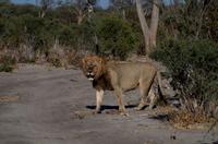 Khwai Region - Pirschfahrt