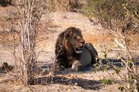 Khwai Region - Vorbereitung zum Mittagsschlaf