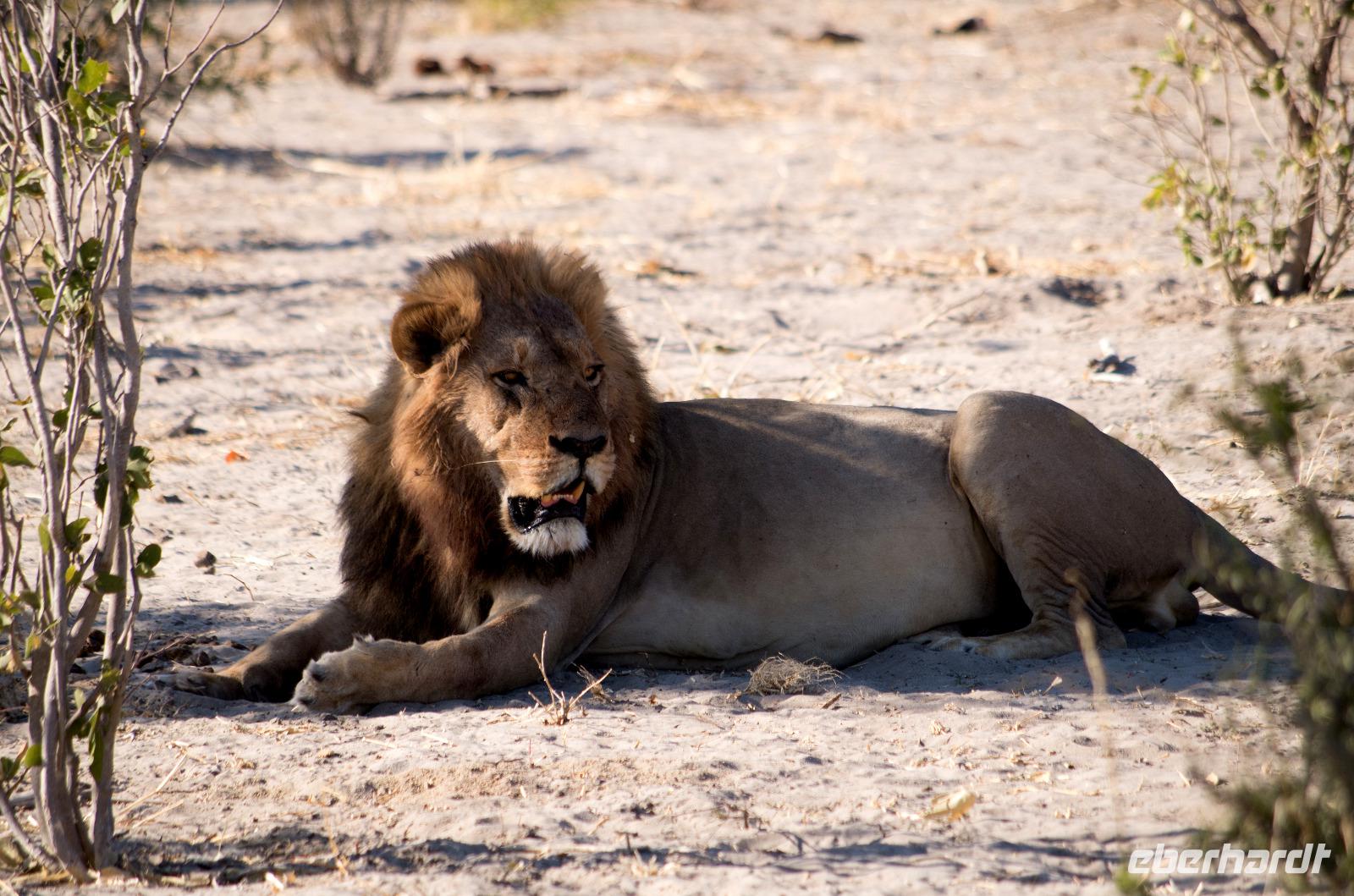 Khwai Region - Vorbereitung Projekt Mittagsruhe