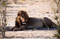 Khwai Region - Vorbereitung Projekt Mittagsruhe