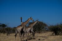 Khwai Region - Giraffen