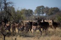 Moremi Game Reserve