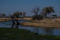 Moremi Game Reserve