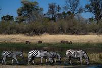 Von der Khwai Region ins Moreme Game Reserve