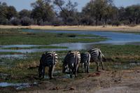 noch mehr Zebrastreifen