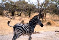 ich hab einen Vogel....