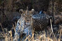 Von der Khwai Region ins Moreme Game Reserve - Leopard