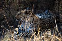 Von der Khwai Region ins Moreme Game Reserve - Leopard