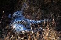 Leopard tiefenentspannt