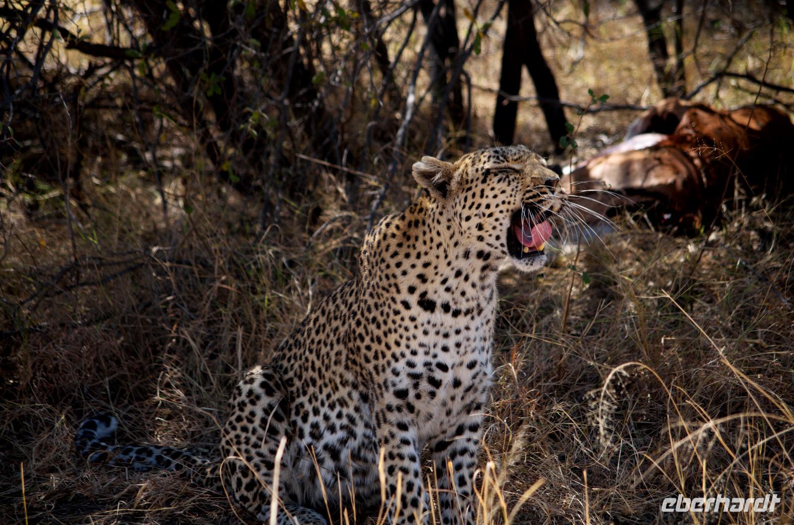 Leopard gähnend