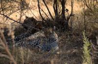 Leoparden - Mutter und Sohnemann