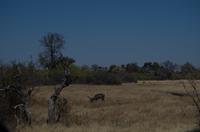 Von der Khwai Region ins Moreme Game Reserve