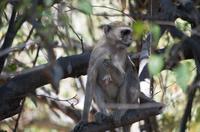 Moremi Game Reserve - Velvet Monkey