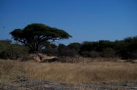 Moremi Game Reserve
