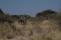 Moremi Game Reserve