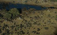 Flug über das Okavango Delta - Büffelgerde